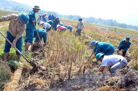 Thu hoạch lúa mùa đến đâu nhân dân xã Thượng Bằng La làm đất trồng cây vụ đông đến đó.
